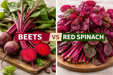 Red Spinach Benefits: The Beet Alternative for Natural Nitrates