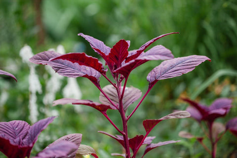Close-up of red amaranthus tricolor spinach leaves showing deep color