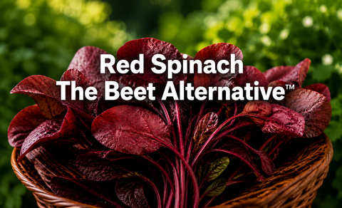 Red Spinach Benefits: The Beet Alternative for Natural Nitrates
