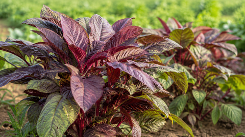 Red spinach (Amaranthus dubius) growing in a cultivated garden.