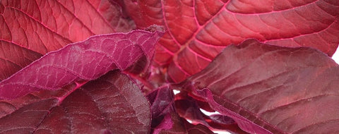 Red Spinach Powder: Why Athletes and Health-Focused Adults Are Moving Beyond Beet Powder