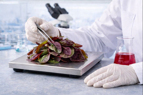 Why Consistent Nitrate Content Matters in Red Spinach Powder